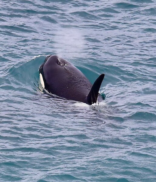 An orca in the water with water coming out of its blowhole
