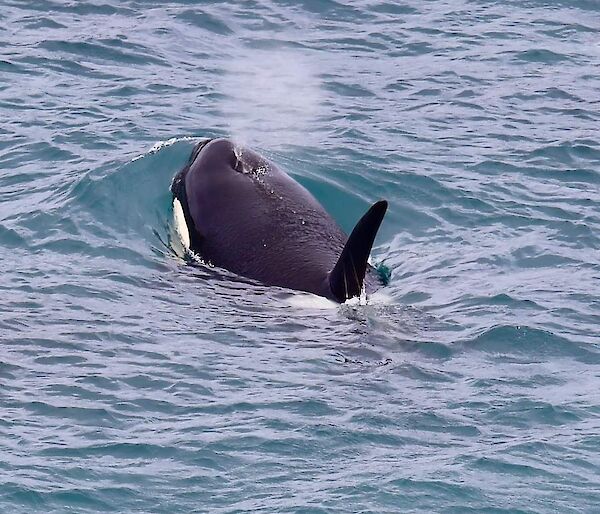 An orca in the water with water coming out of its blowhole