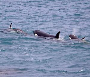 An group of orcas in the sea