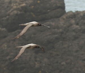 Two light-mantled albatros flying agains the background of the rocks