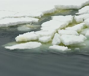 Algae in decaying sea ice