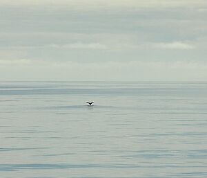 Sperm whale tail