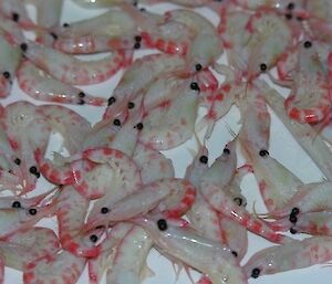 Krill from marine science trawl