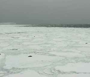 Various species of animal in the distance, scattered across the sea ice