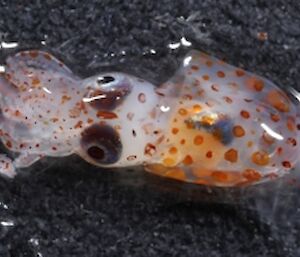 Tiny squid caught in the sample