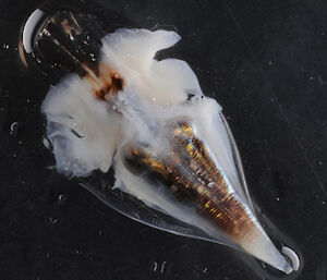 Clio Pteropod