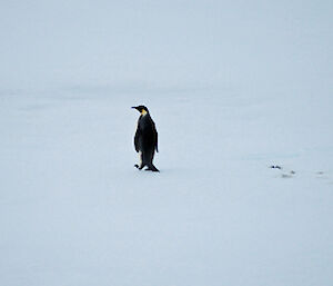 Emperor penguin