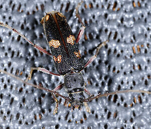 Alien — a longicorn beetle — found during inspection of equipment