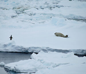 Lone Adélie penguin and seal