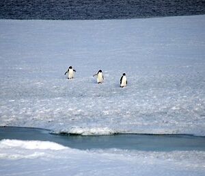 Adélie penguins greet us on our arrival at Casey