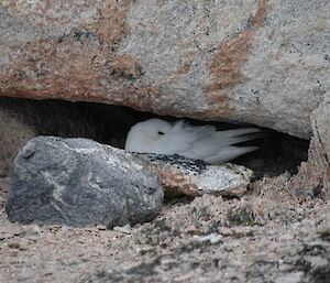 Snow Petrel