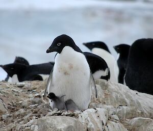 Adélie penguin and chick