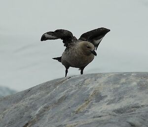 Skua looking for an opportunity