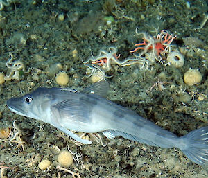 Bony fish on ocean floor