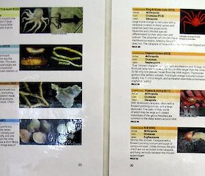 Poster of benthic invertebrates