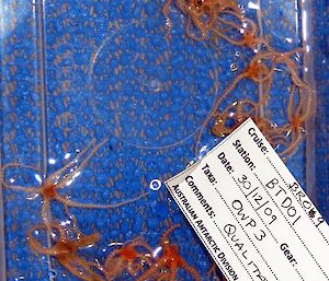 Brittle stars