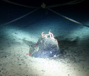 Rock with crowd of invertebrates