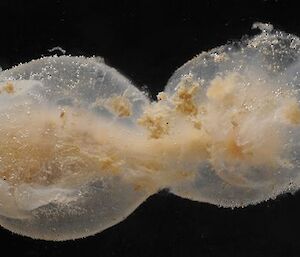 Unknown jelly-like invertebrate