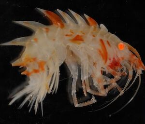 Amphipod