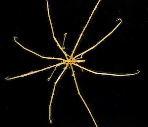 Sea spider