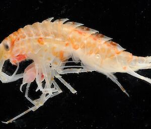 Eusirus Perdentatus: one of the amphipods collected for research