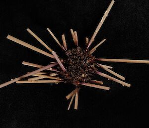 Pencil urchin