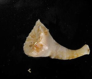 Solitary hard coral (approx 2cm long) collected near Tessler bank