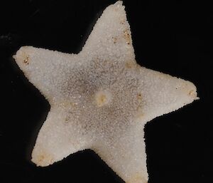 Sea star