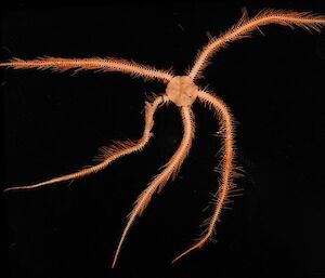 Giant uphiuroid (brittle star)