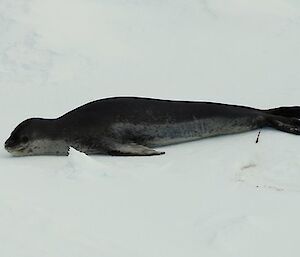 Leopard seal