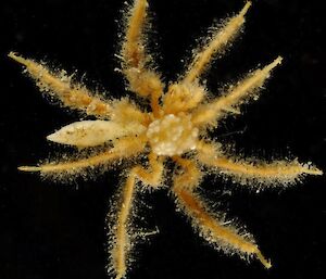 Hairy sea spider with a clutch of eggs and a slender white barnacle attached to its body