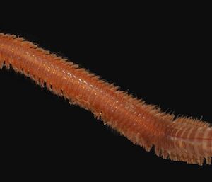 Bristle worm