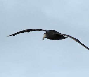 Giant petrel