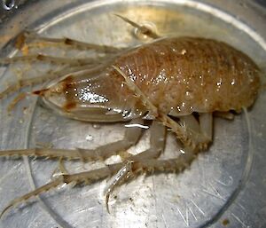 Giant isopod