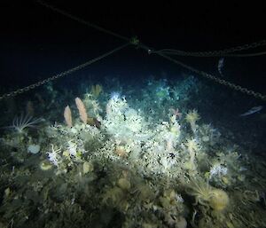 Snapshot of the habitat sampled around the Tessler Bank and Drygalski Island