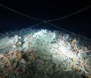 Brittle stars on the sea bed in the Tessler Bank/Drygalski Island area