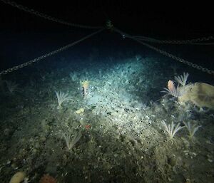 More of the habitat sampled in the Tessler Bank/Drygalski Island area