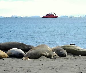 Elephant seals on the beach at Davis