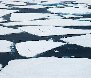 Penguins on ice floes