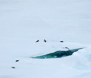 Weddell seals around an ice crack