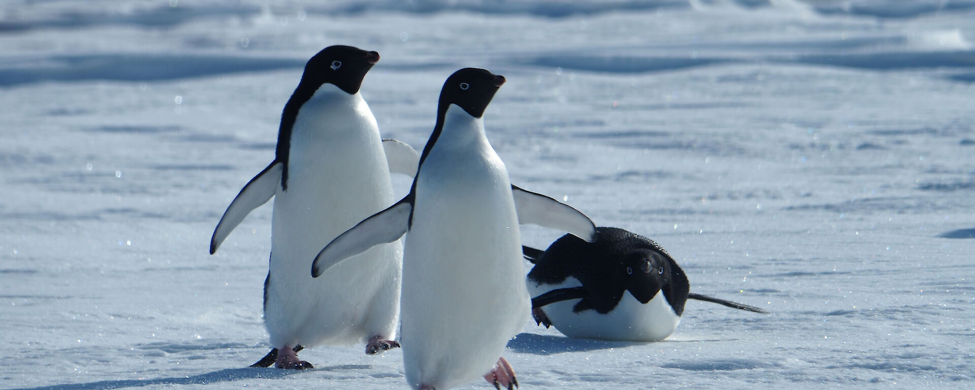 Two adelie penguins walk towards camera as one toboggans beside them