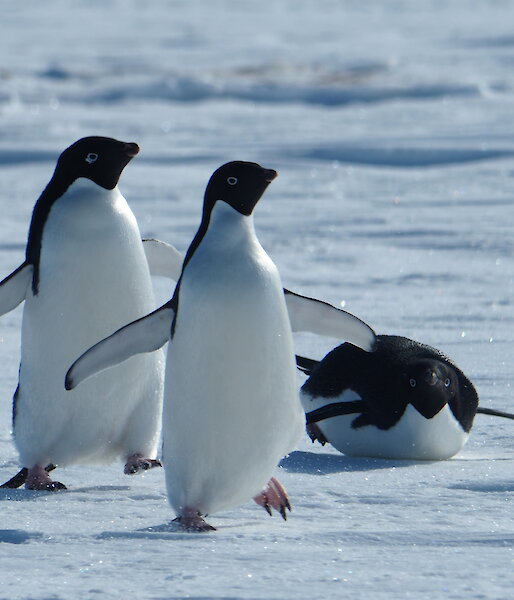 Two adelie penguins walk towards camera as one toboggans beside them