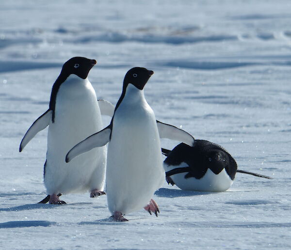 Two adelie penguins walk towards camera as one toboggans beside them