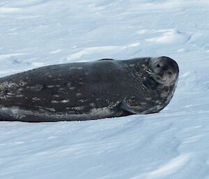 A seal lying on the ice looking towards camera