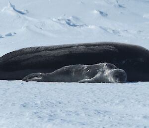 A seal and her pup lying on the ice resting