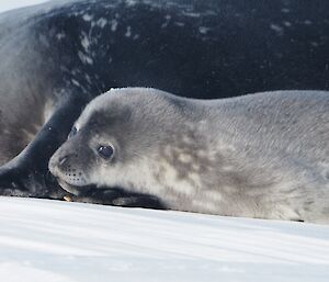 A cute seal pup on close up lying beside its mum