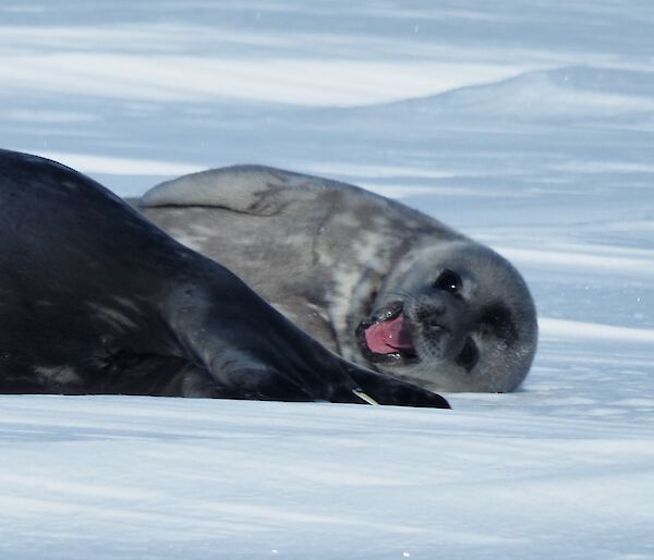 A seal pup lying on the ice with its mouth open as if smiling
