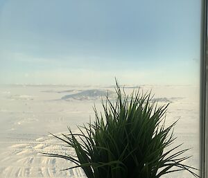 A view out of a window at a snow covered landscape with a pot plant in the centre of the window