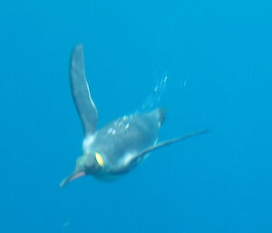 A king penguin swims underwater