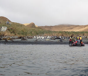 An IRB pulls up to the beach at Green Gorge. King penguins and elephant seal pups line the beach